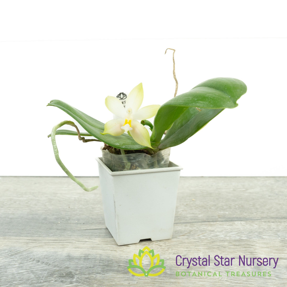 Phalaenopsis Bellina var Pink (#17)