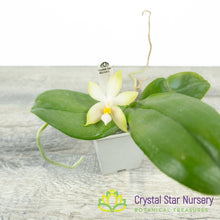 Phalaenopsis Bellina var Pink (#17)