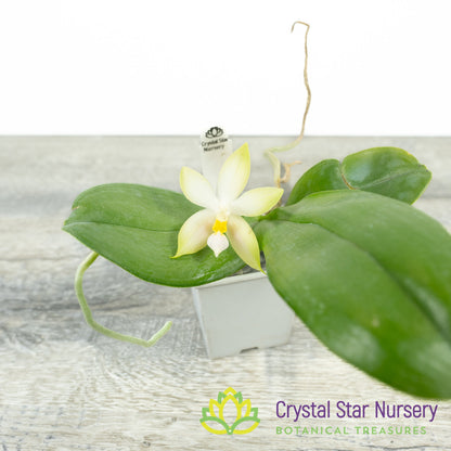 Phalaenopsis Bellina var Pink (#17)