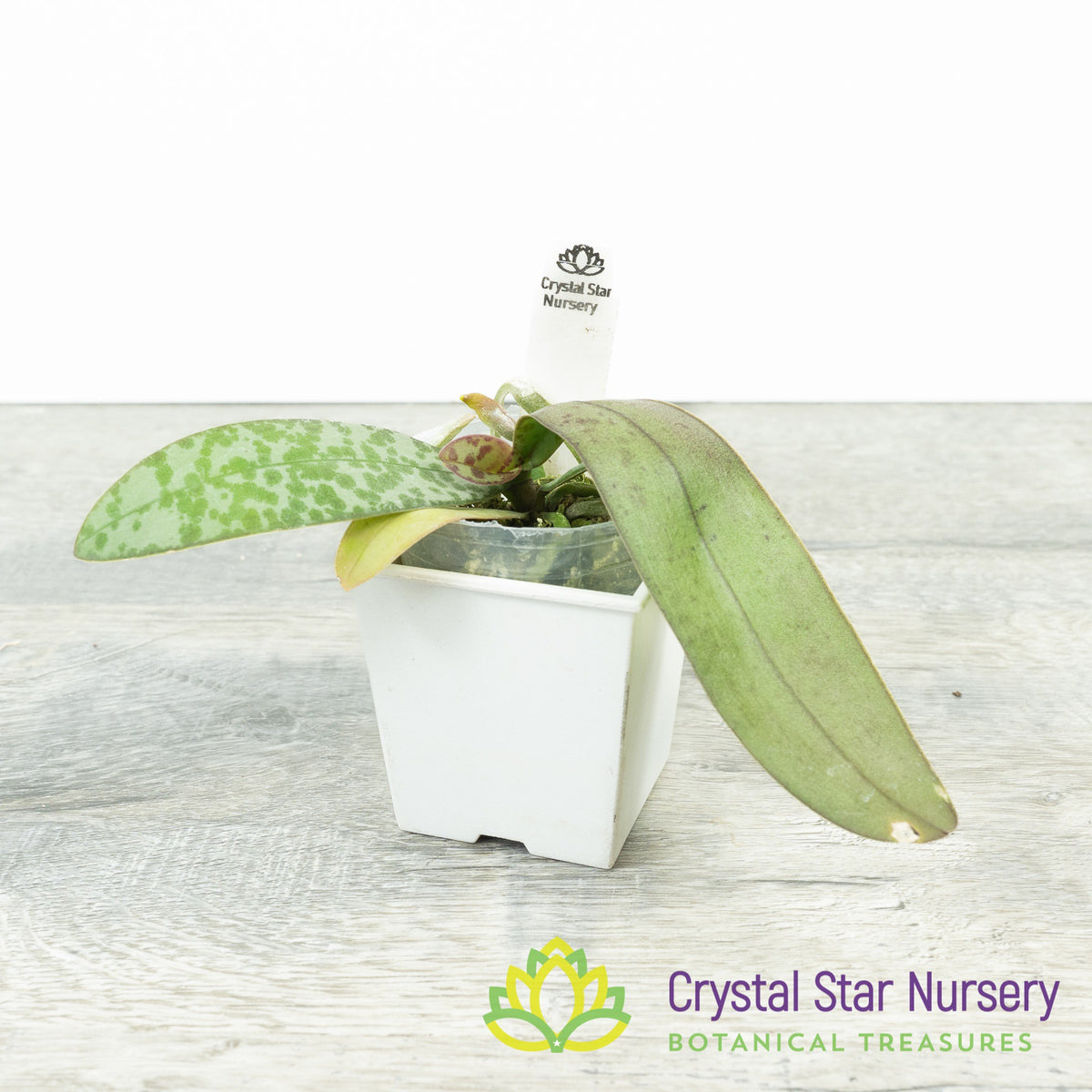 Phalaenopsis Celebensis x Lindenii (#11)