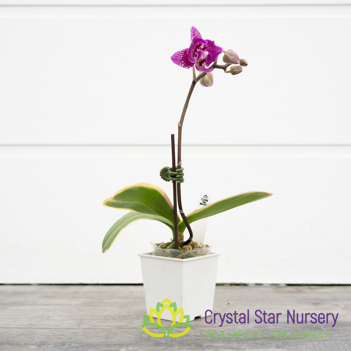 Phalaenopsis Chia E Yenlin Variegata (peloric 2 eyes) (B9)