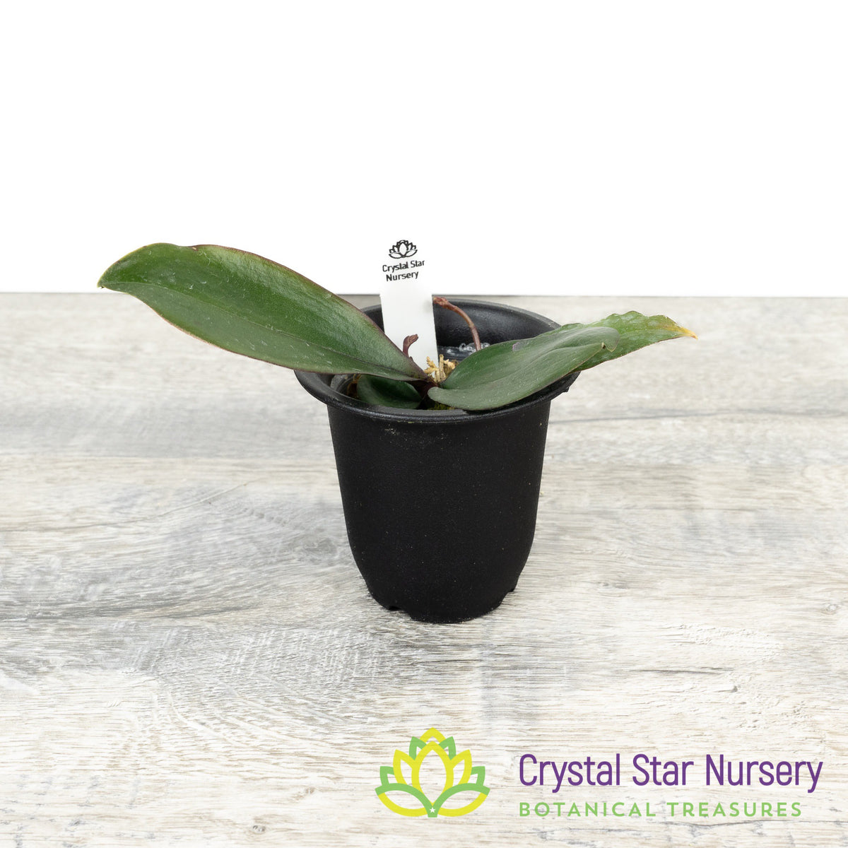 Phalaenopsis Chibae