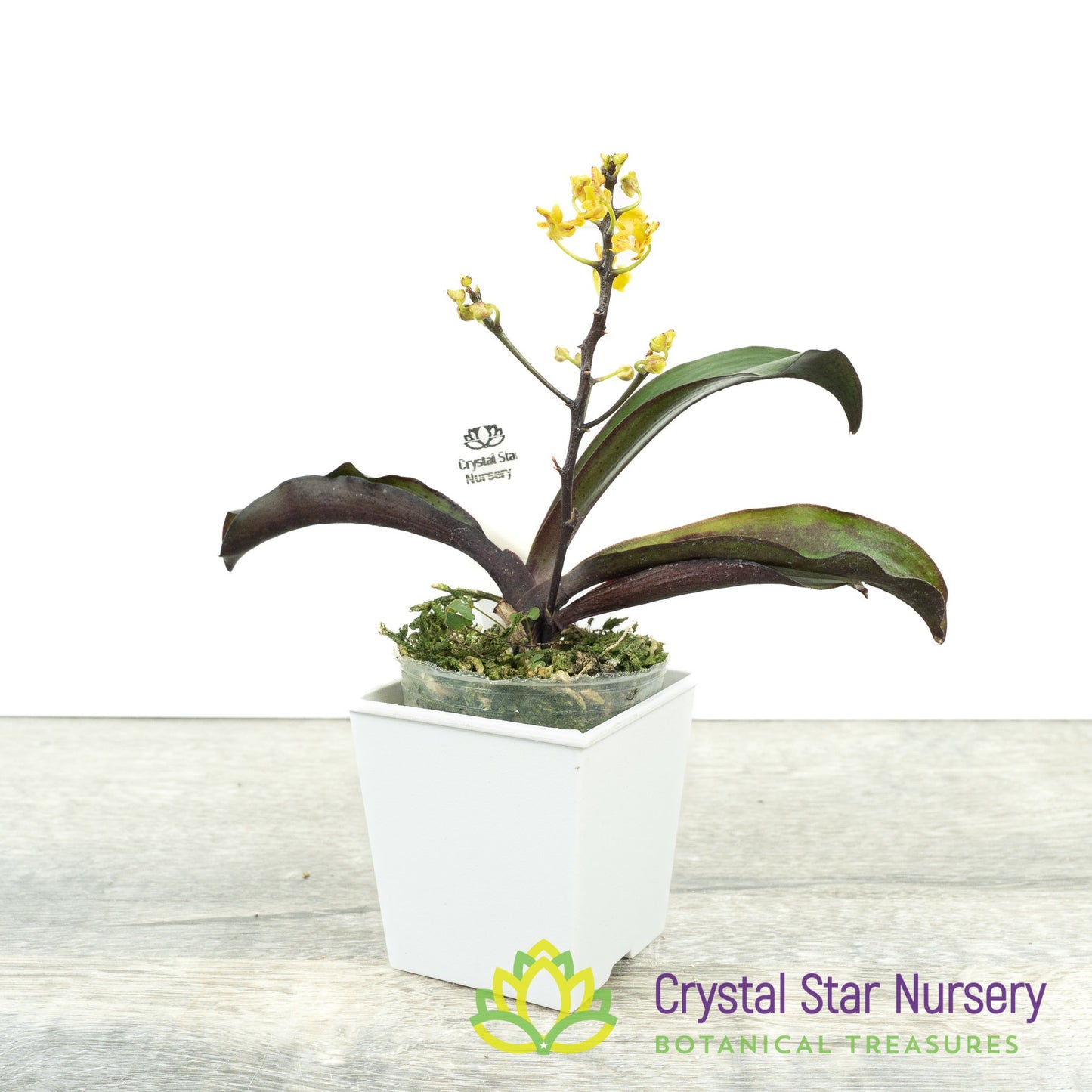 Phalaenopsis chibae x self (PNS87)