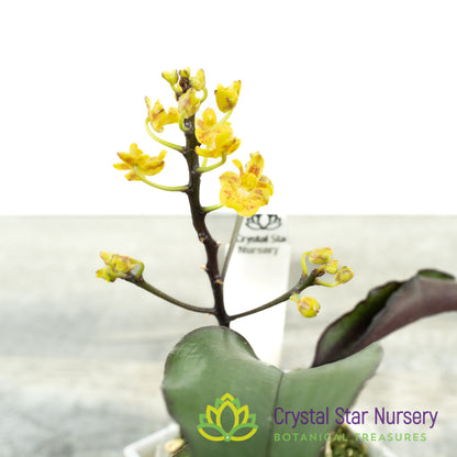 Phalaenopsis chibae x self (PNS87)