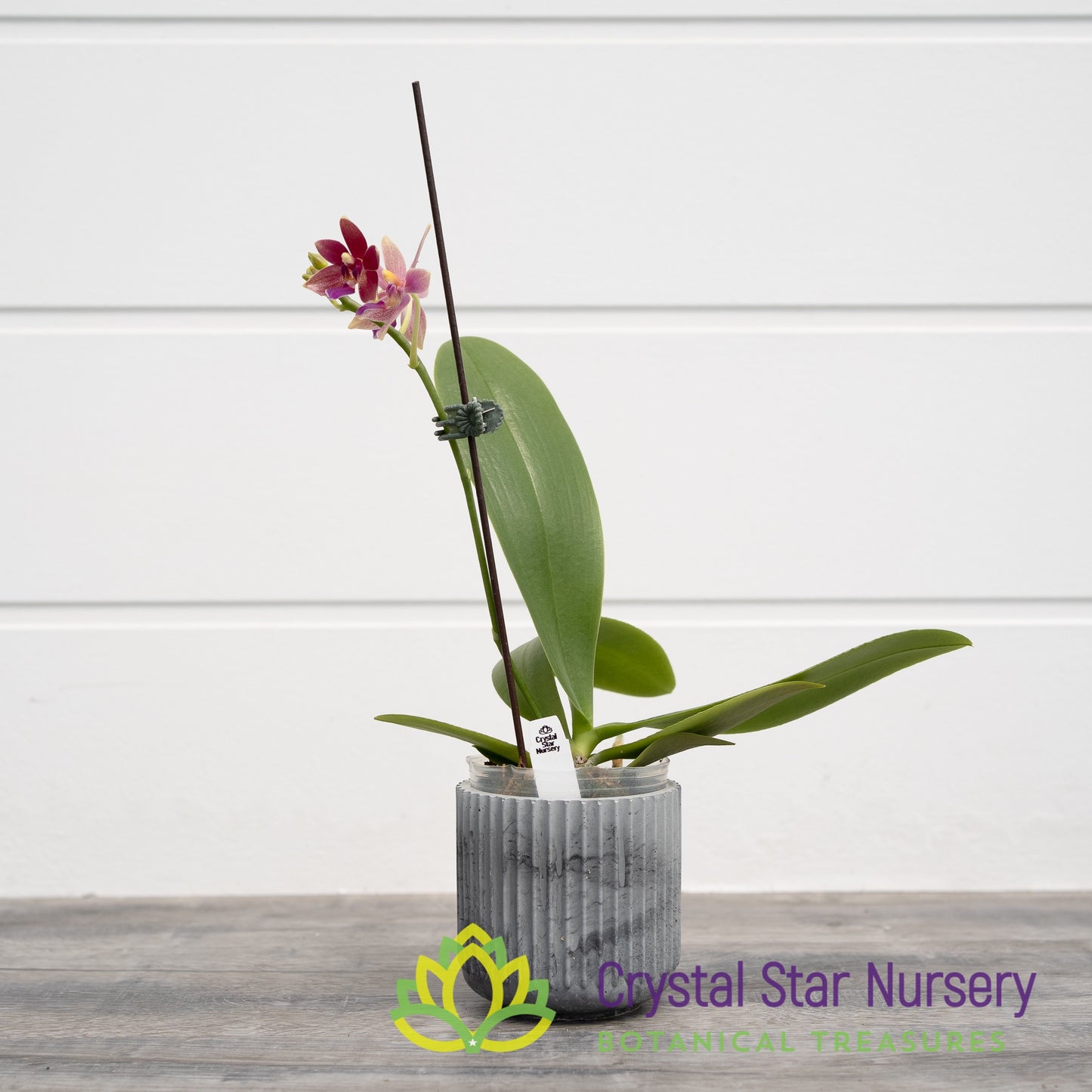 Phalaenopsis Chienlung Black Conch x Cornustris (NA156)