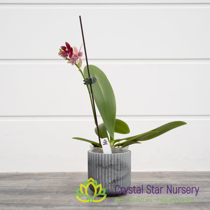 Phalaenopsis Chienlung Black Conch x Cornustris (NA156)