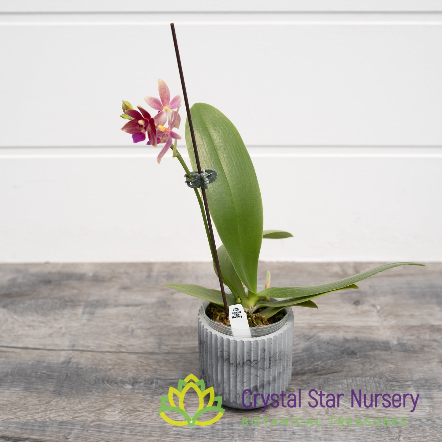Phalaenopsis Chienlung Black Conch x Cornustris (NA156)