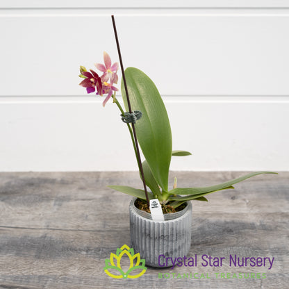 Phalaenopsis Chienlung Black Conch x Cornustris (NA156)