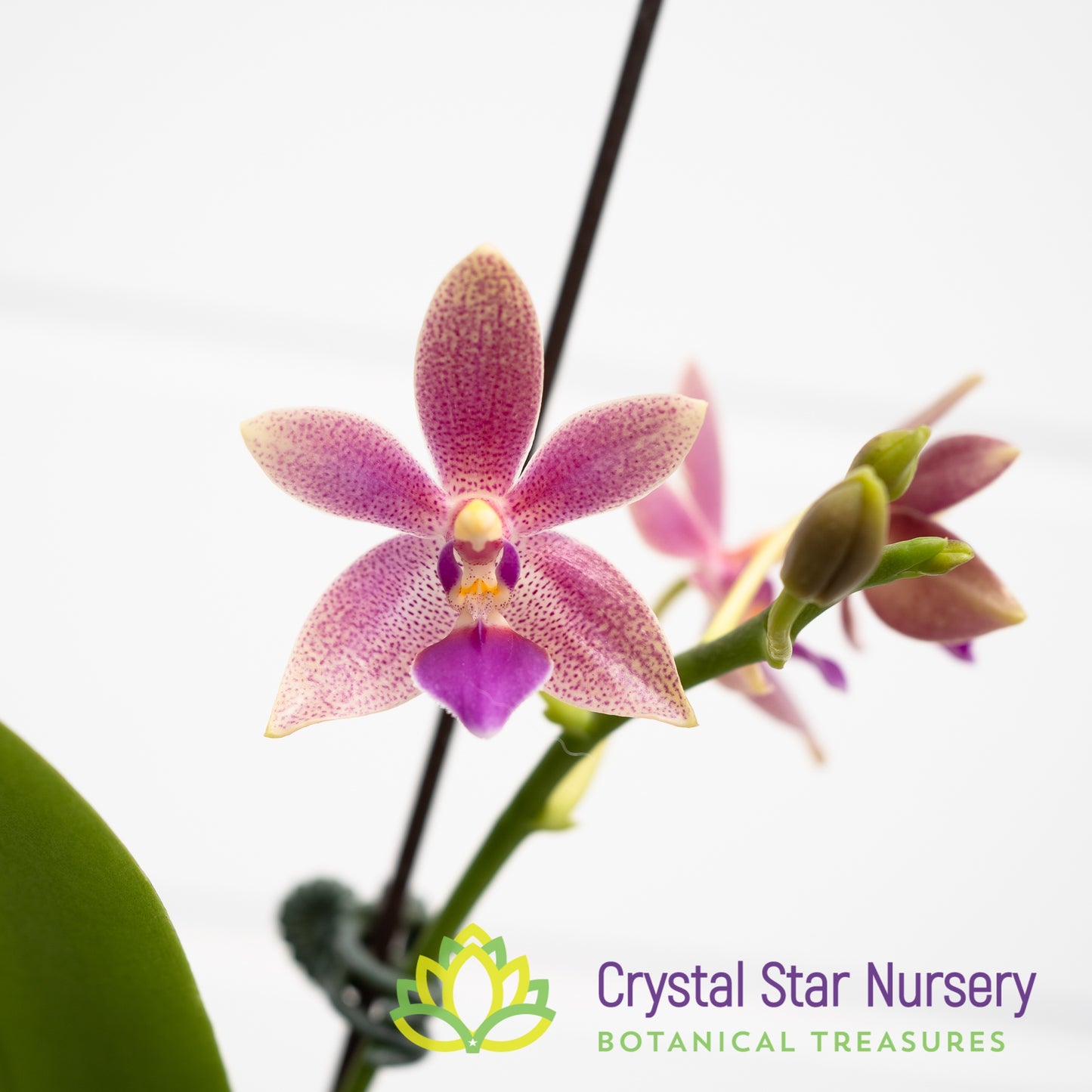Phalaenopsis Chienlung Black Conch x Cornustris (NA156)