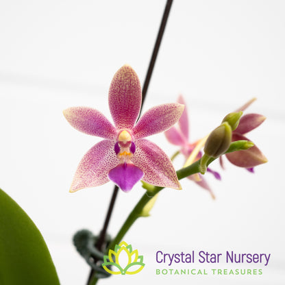 Phalaenopsis Chienlung Black Conch x Cornustris (NA156)