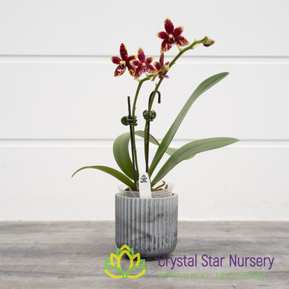 Phalaenopsis Chienlung Black Conch x Cornustris (NA156)