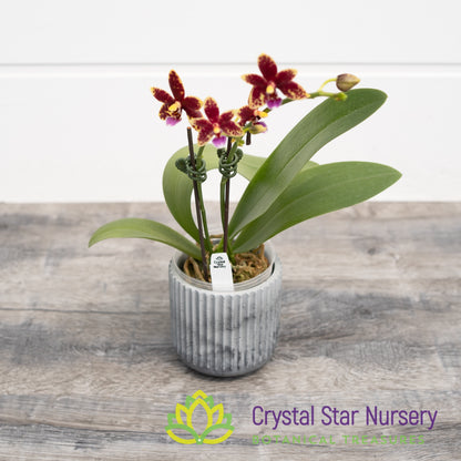 Phalaenopsis Chienlung Black Conch x Cornustris (NA156)