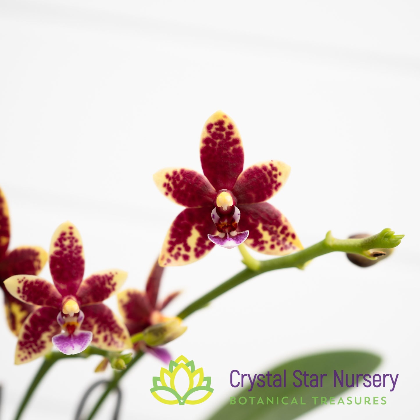 Phalaenopsis Chienlung Black Conch x Cornustris (NA156)