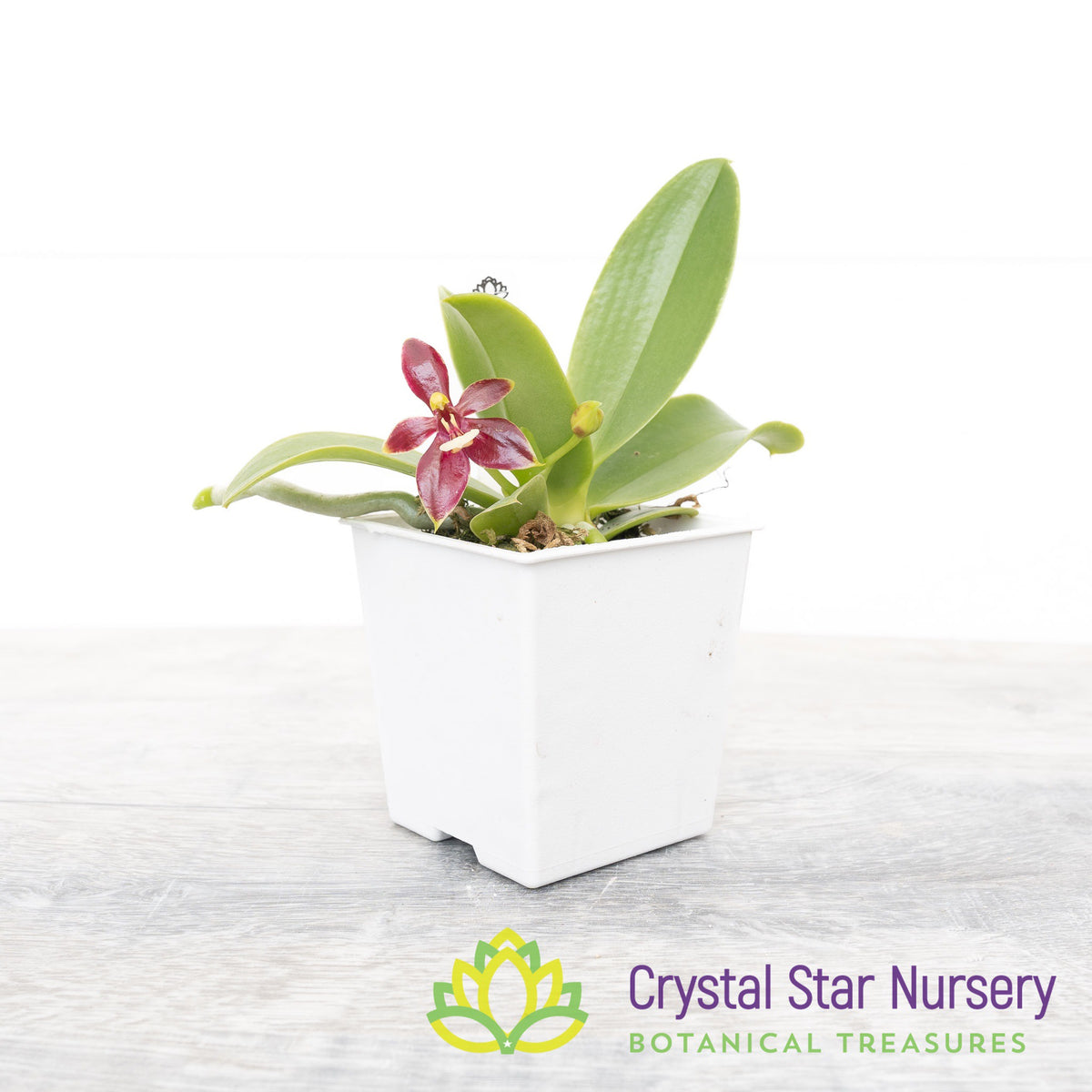 Phalaenopsis Cornu-Cervi (M35)
