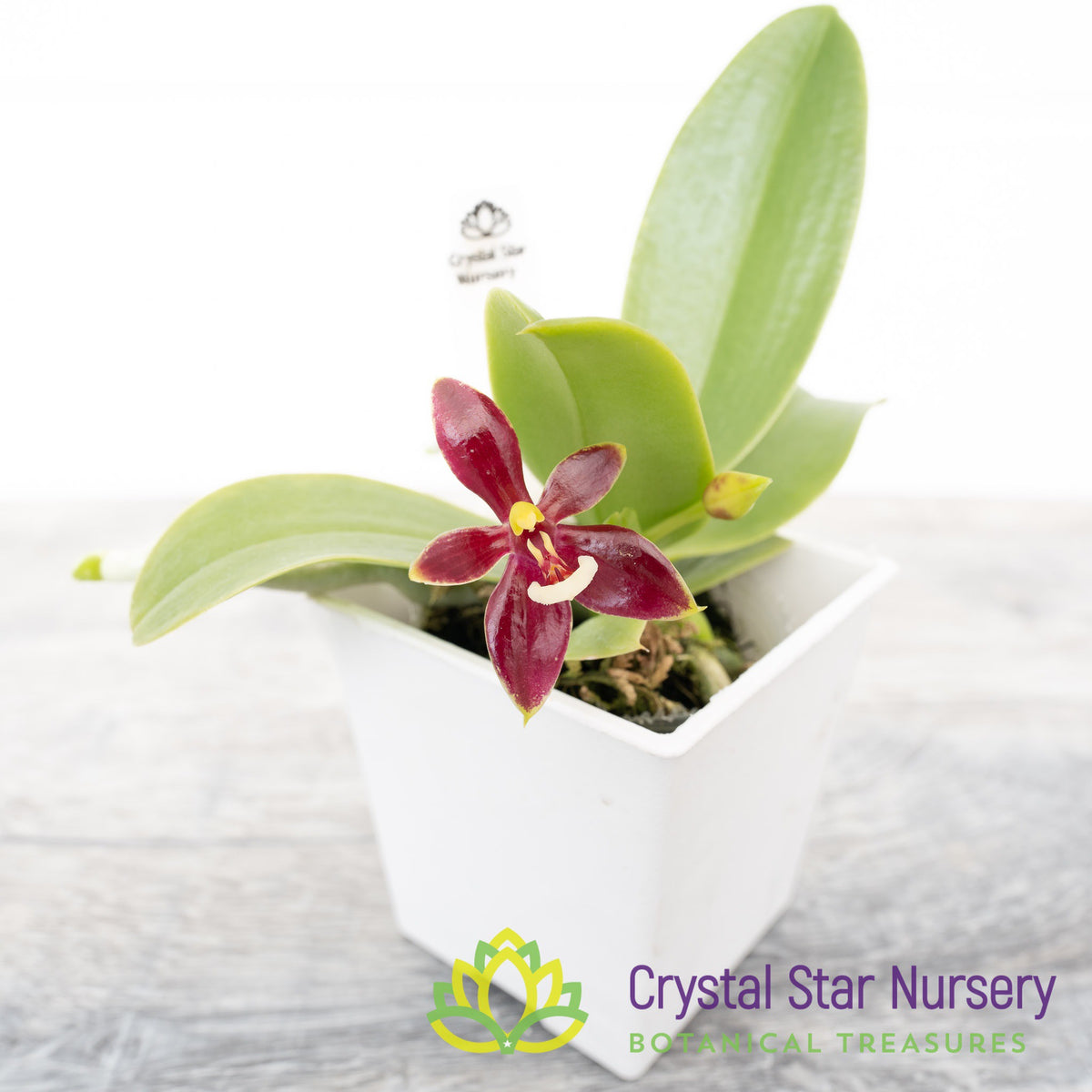 Phalaenopsis Cornu-Cervi (M35)
