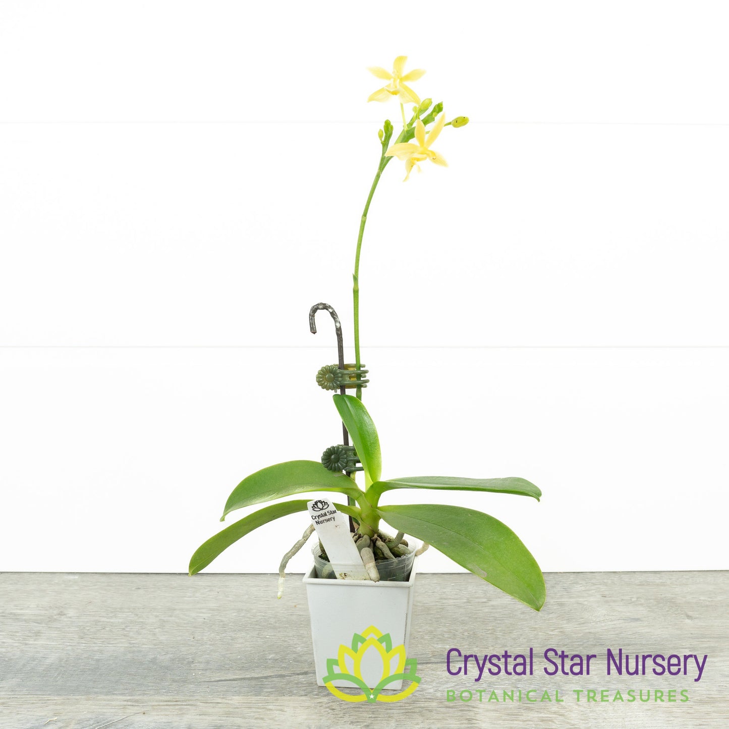 Phalaenopsis Cornustris 'Yellow' (34)