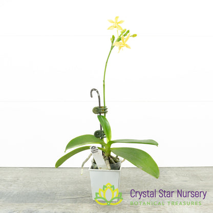 Phalaenopsis Cornustris 'Yellow' (34)