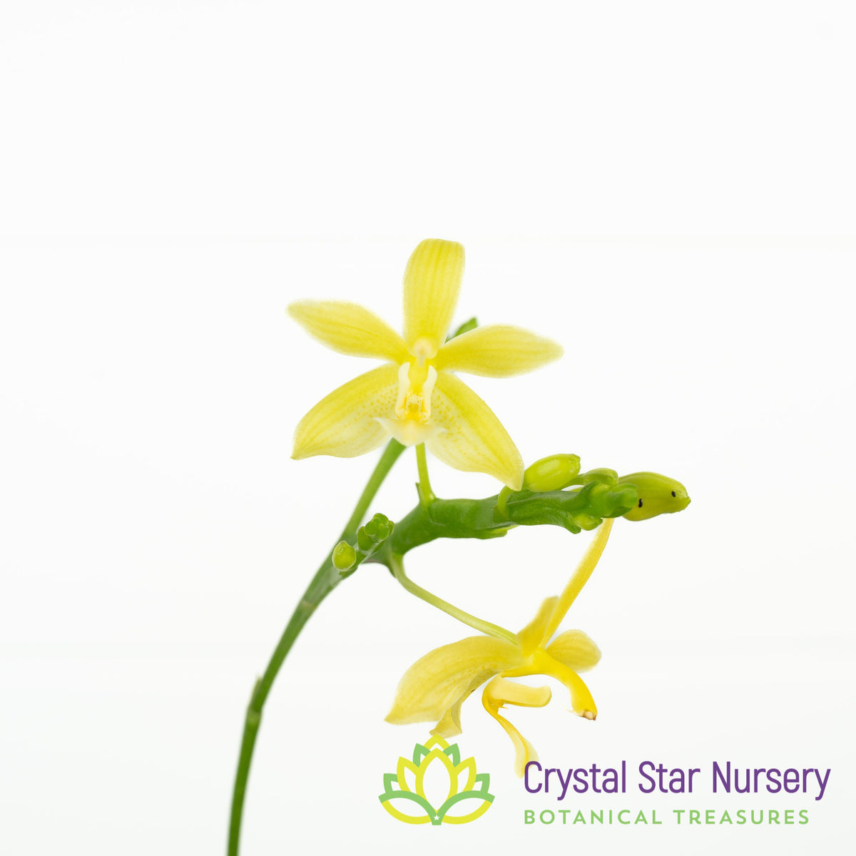 Phalaenopsis Cornustris &#39;Yellow&#39; (34)
