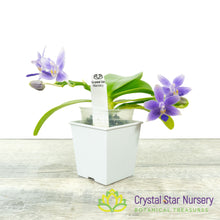 Phalaenopsis Equalacea (#12)