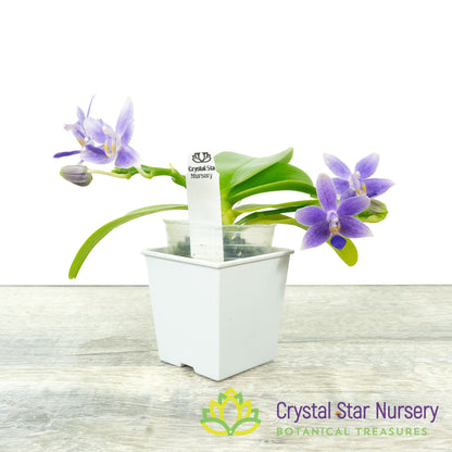 Phalaenopsis Equalacea (#12)