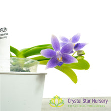 Phalaenopsis Equalacea (#12)