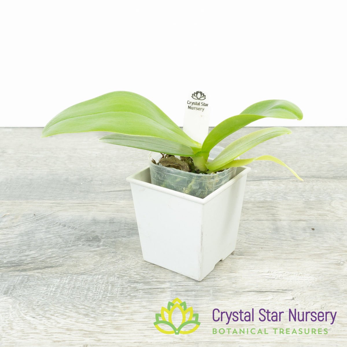 Phalaenopsis Equalacea (#12)