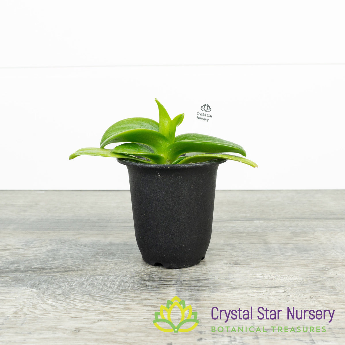 Phalaenopsis Equestris var Aurea (#5)