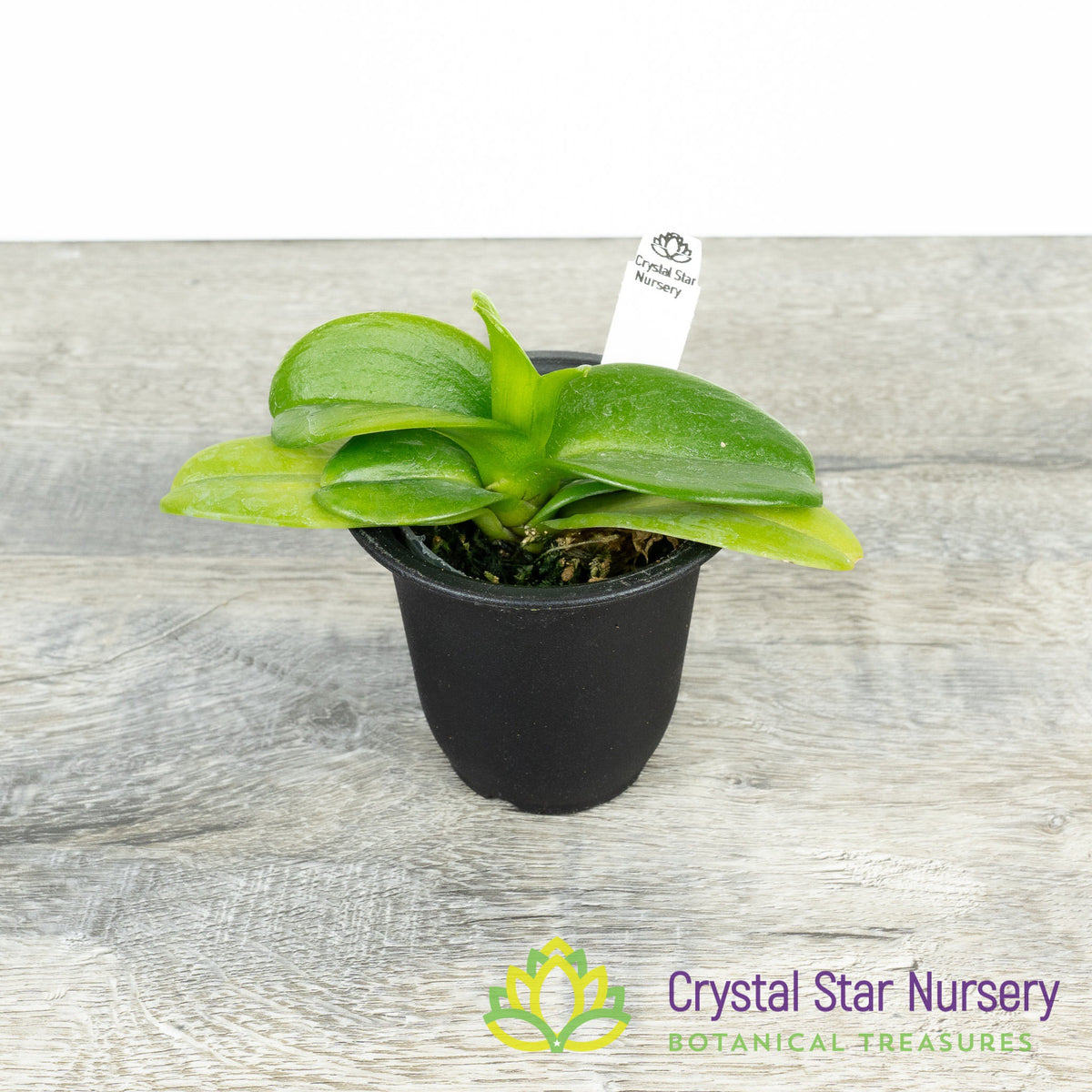 Phalaenopsis Equestris var Aurea (#5)