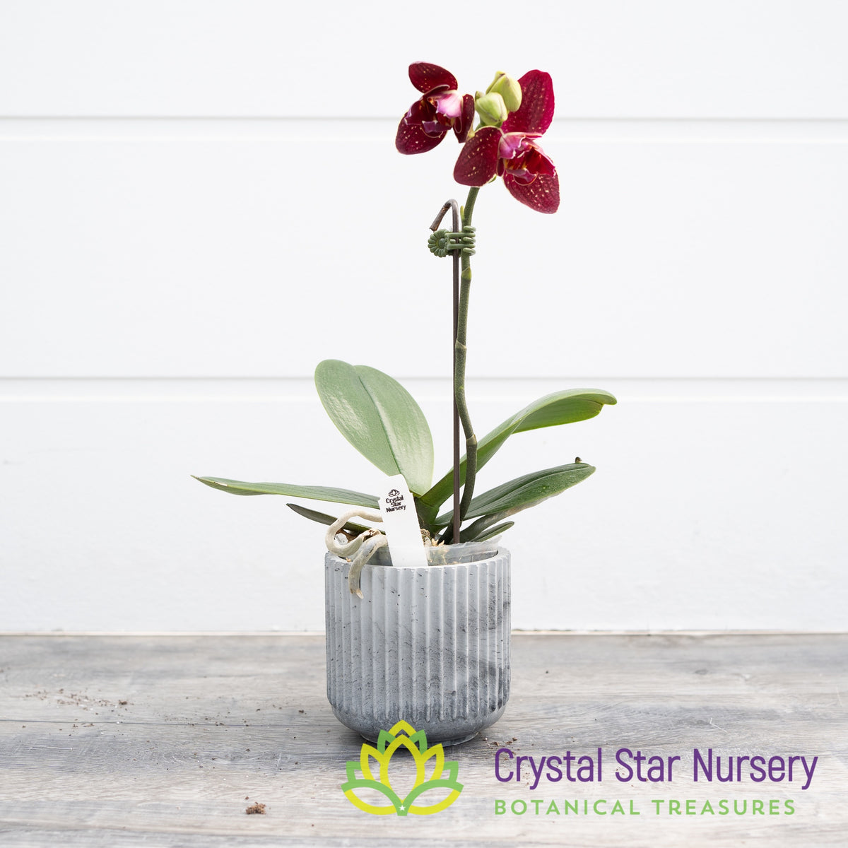 Phalaenopsis I-Hsin Cherry Bomb &#39;228&#39; (B5)