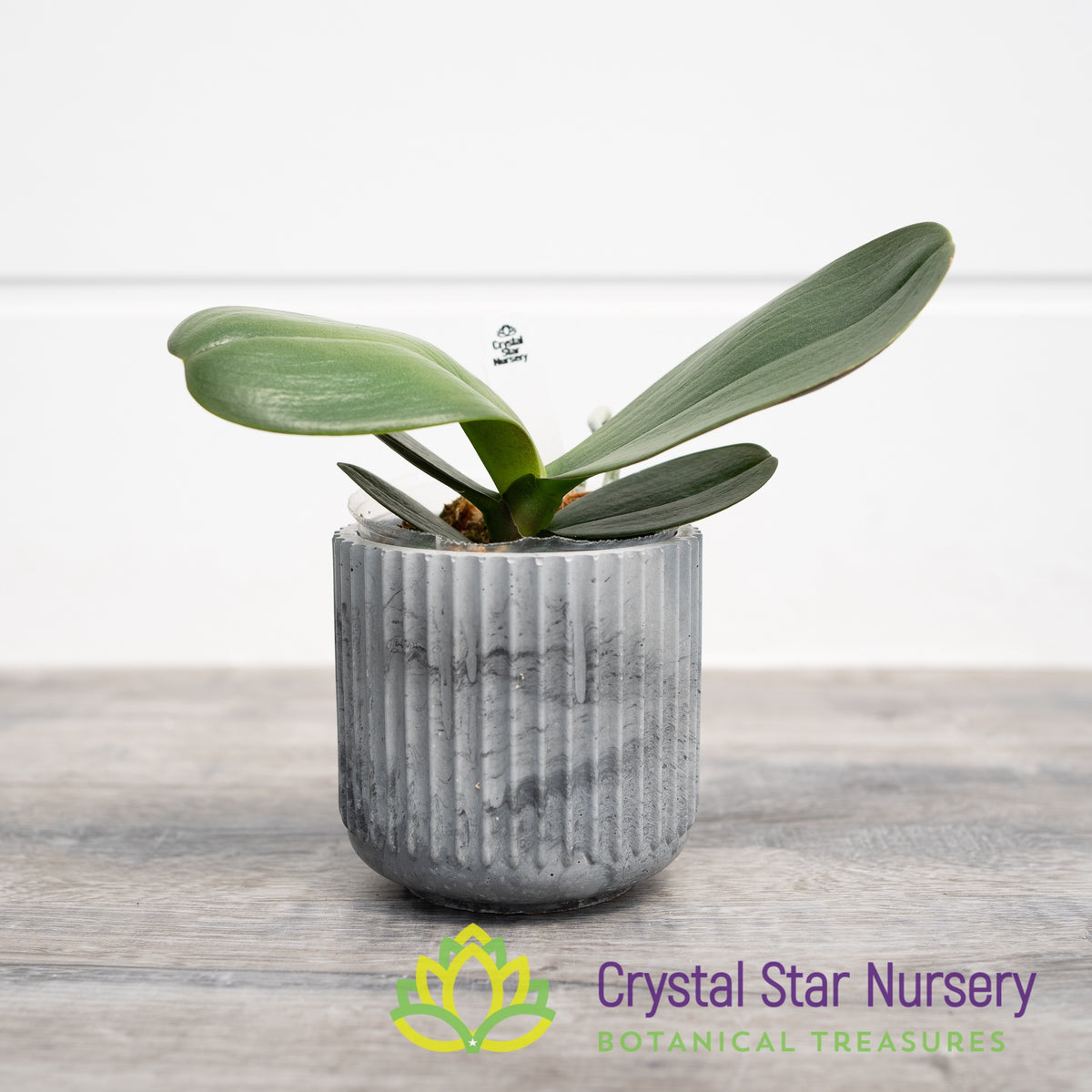 Phalaenopsis I-Hsin Cherry Bomb &#39;228&#39; (B5)