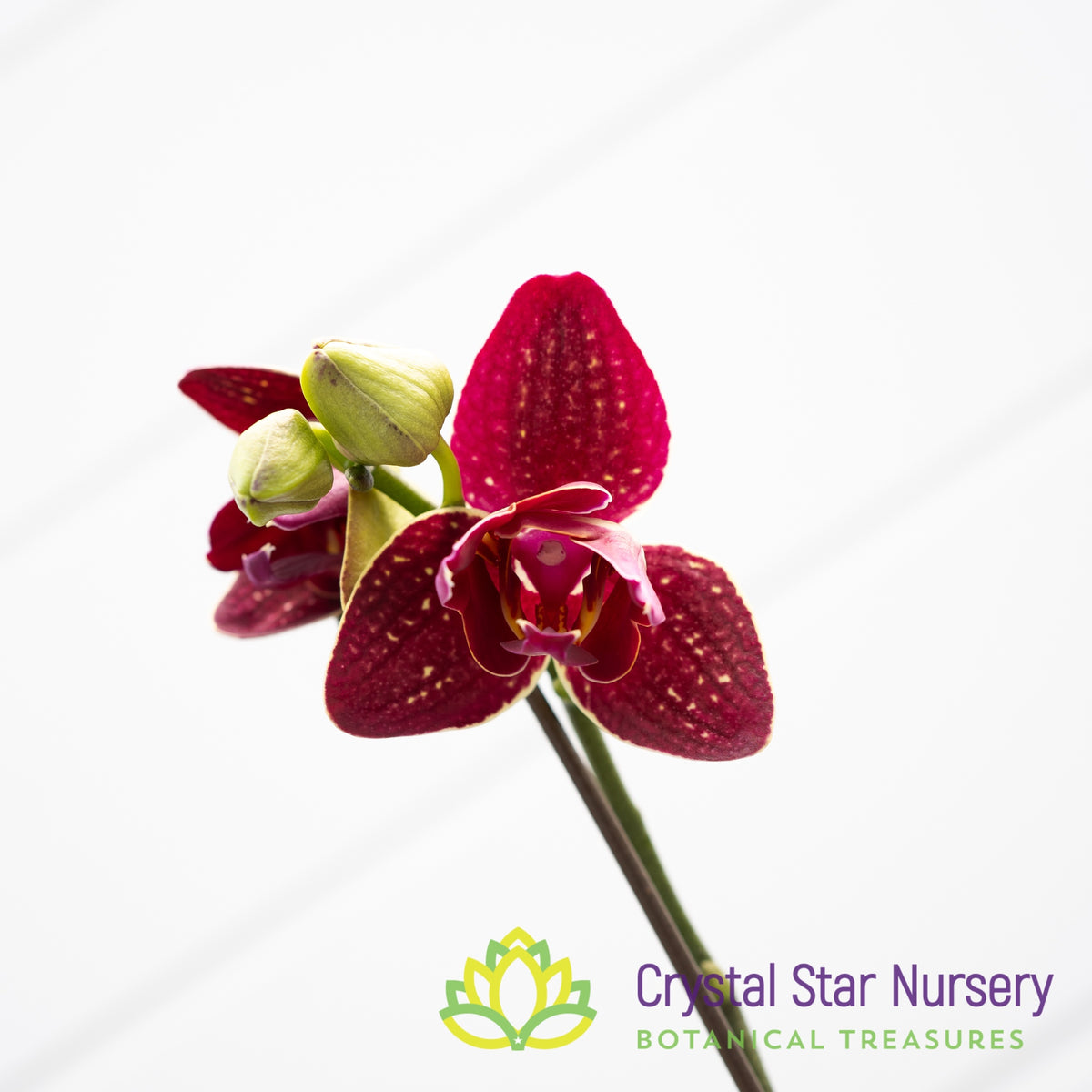 Phalaenopsis I-Hsin Cherry Bomb &#39;228&#39; (B5)
