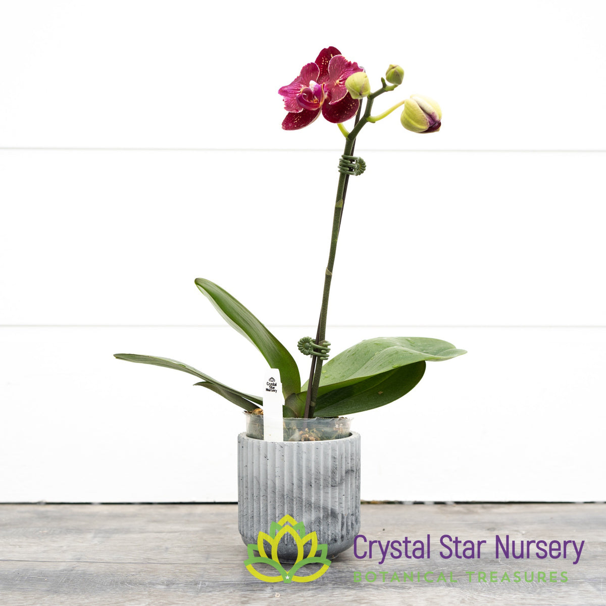 Phalaenopsis I-Hsin Cherry Bomb &#39;228&#39; (B5)