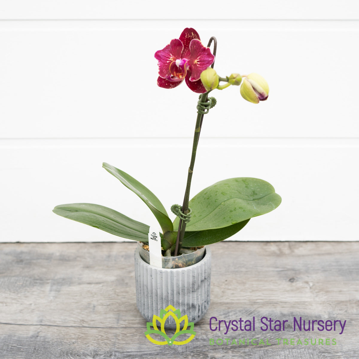 Phalaenopsis I-Hsin Cherry Bomb &#39;228&#39; (B5)