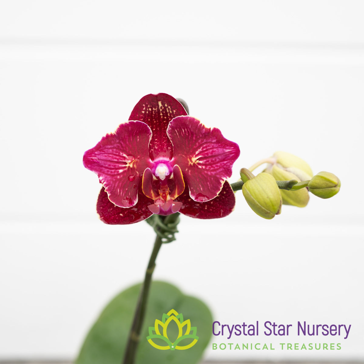 Phalaenopsis I-Hsin Cherry Bomb &#39;228&#39; (B5)