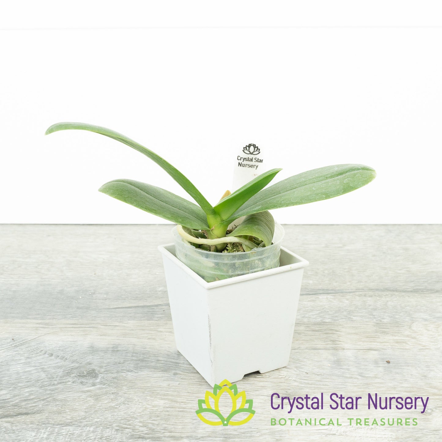 Phalaenopsis I-Hsin Spot Eagle (#20)