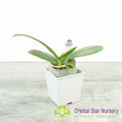 Phalaenopsis I-Hsin Spot Eagle (#20)