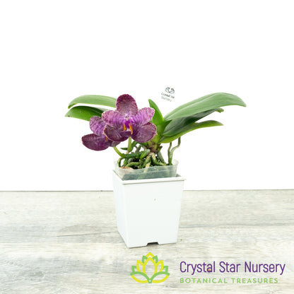 Phalaenopsis I-Hsin Spot Eagle (#20)