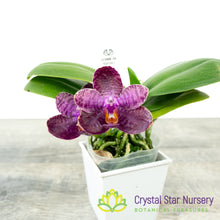 Phalaenopsis I-Hsin Spot Eagle (#20)