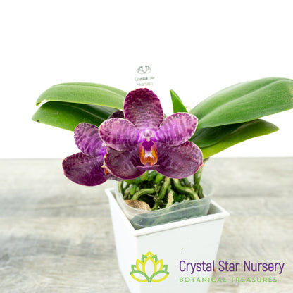 Phalaenopsis I-Hsin Spot Eagle (#20)