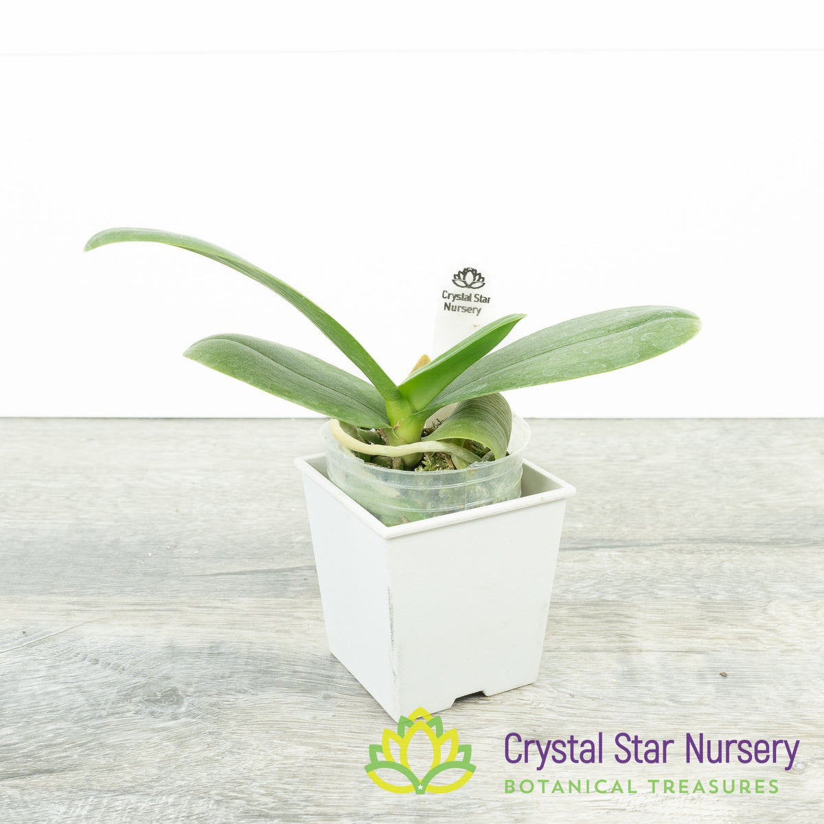 Phalaenopsis I-Hsin Spot Eagle (#20)