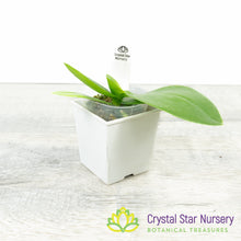 Phalaenopsis intermedia (51)