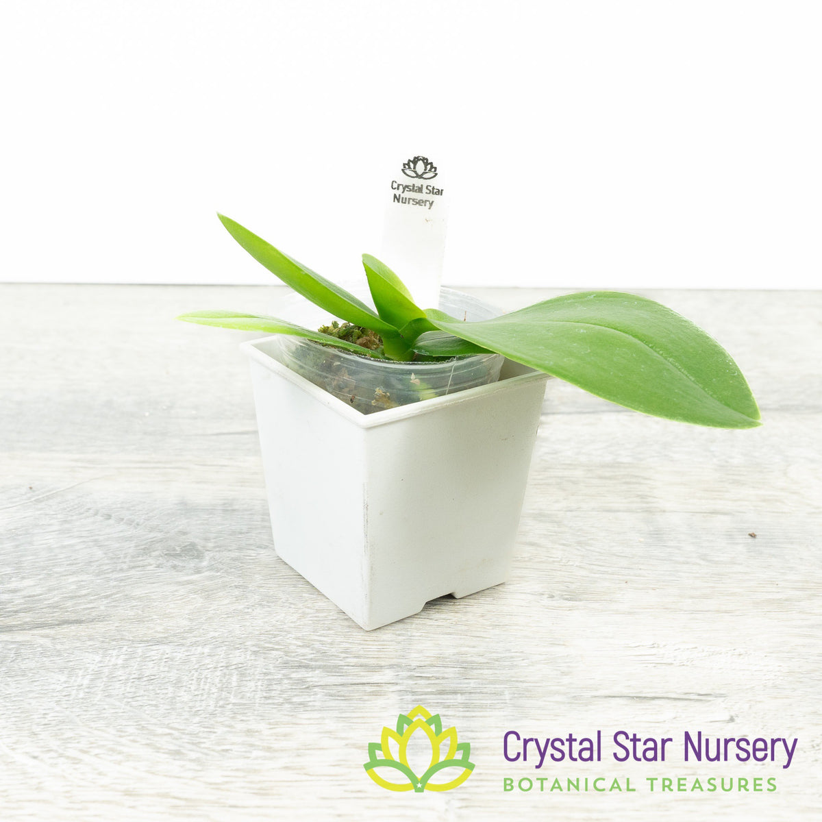 Phalaenopsis Intermedia (51)