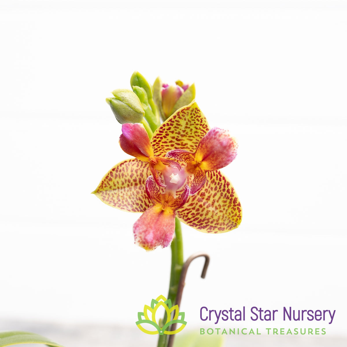 Phalaenopsis Joy Fairy Tale &#39;670&#39;