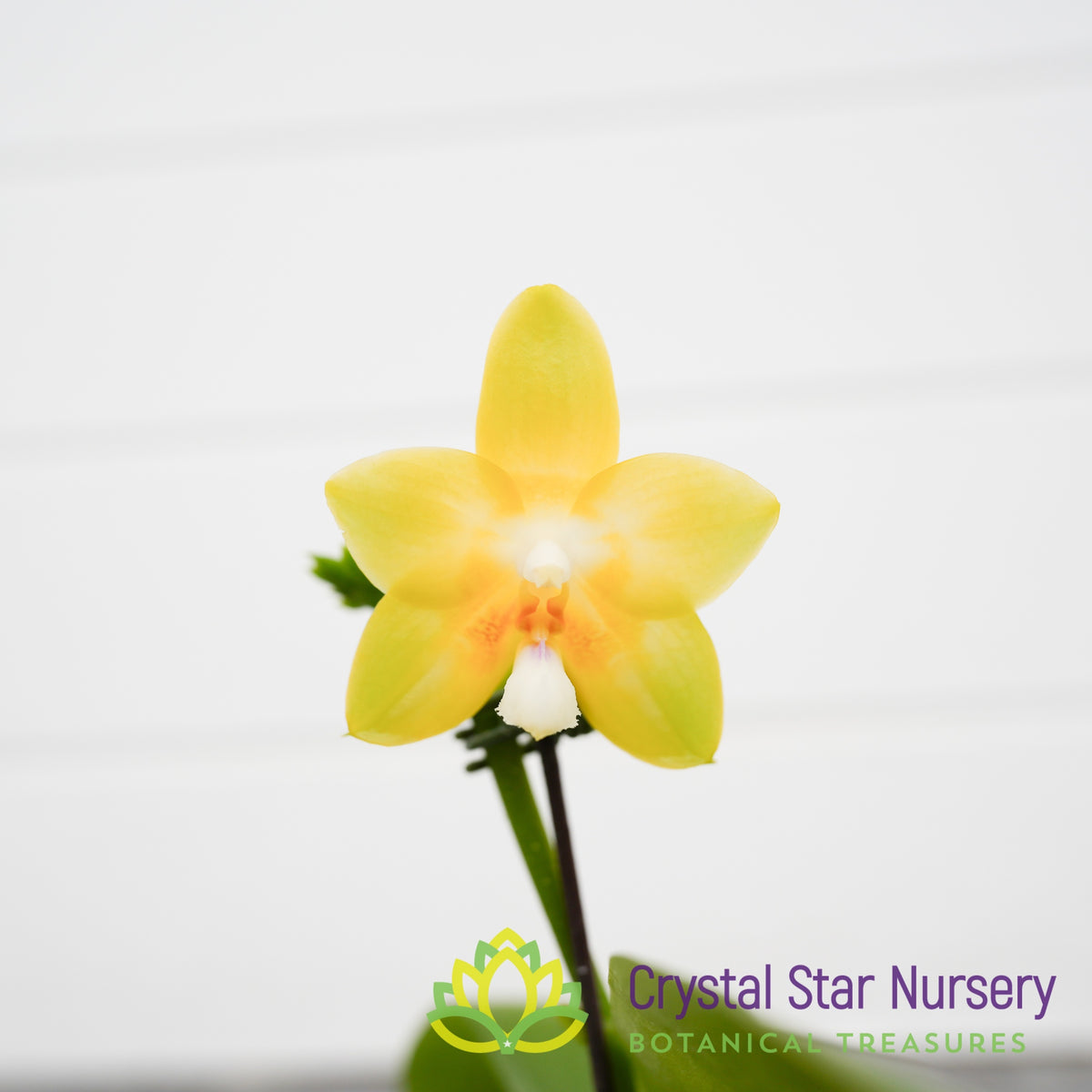 Phalaenopsis Joy Spring Canary (M9)