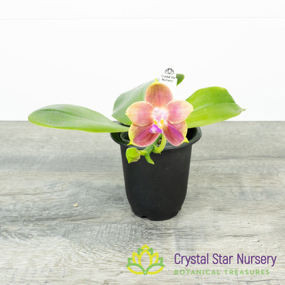 Phalaenopsis Joy Spring Canary 'Orange' (71)