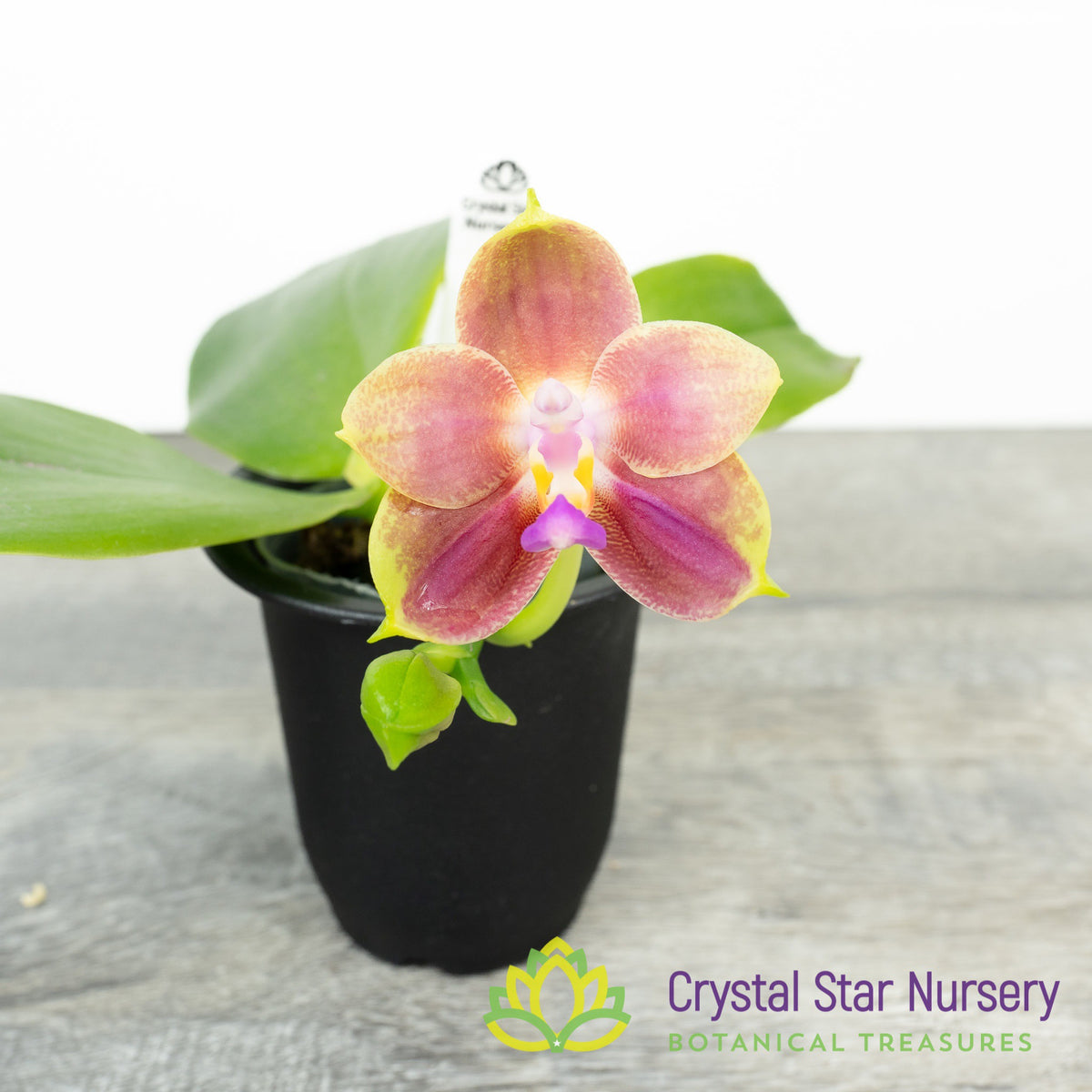 Phalaenopsis Joy Spring Canary &#39;Orange&#39; (71)
