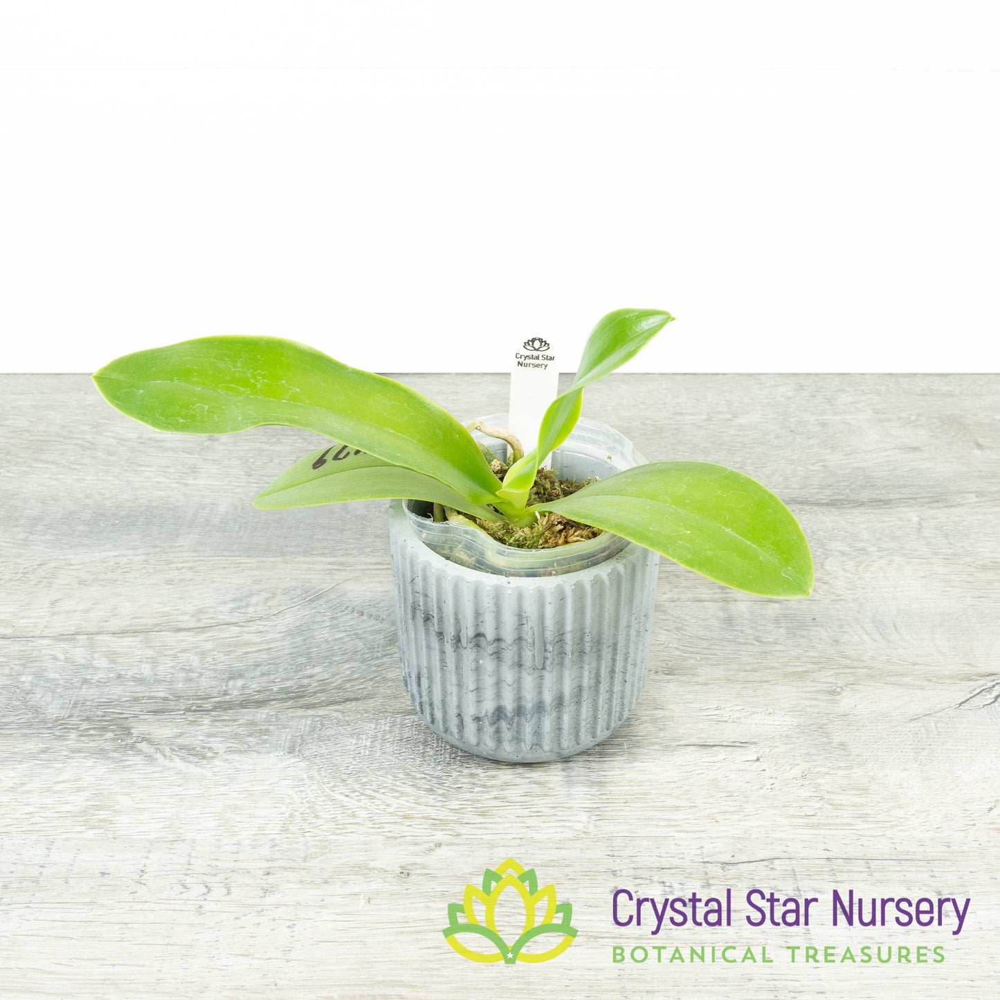 Phalaenopsis KS Super Zebra x Lueddemanniana (KK1179)