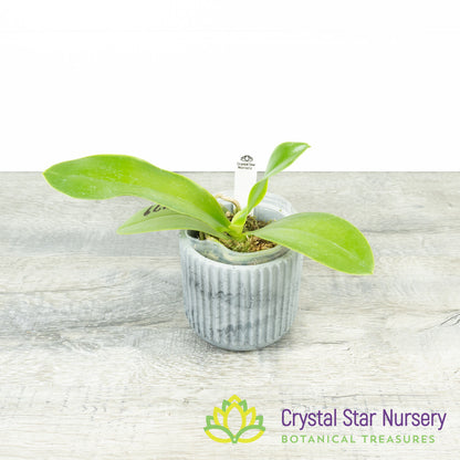 Phalaenopsis KS Super Zebra x Lueddemanniana (KK1179)