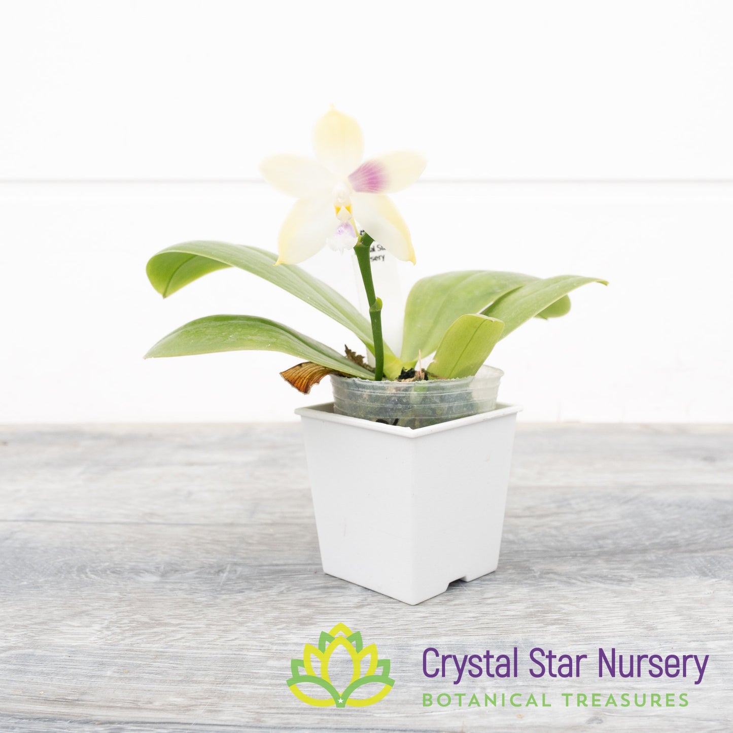 Phalaenopsis LL Blue Jenny x Miki Fly Eagle C1 (3486)