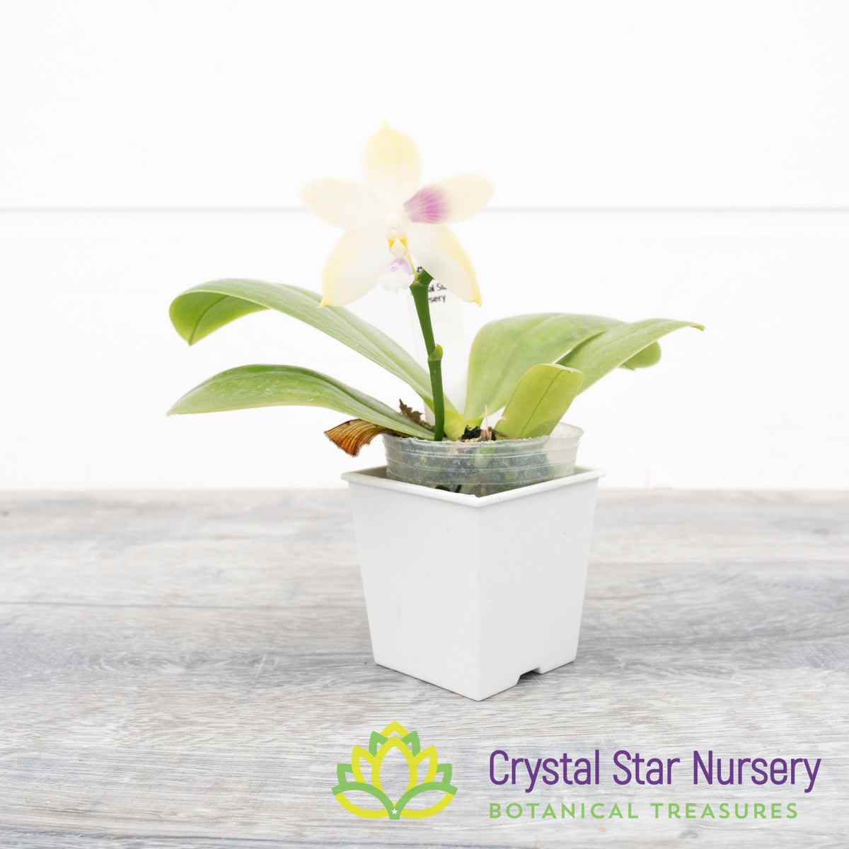 Phalaenopsis LL Blue Jenny x Miki Fly Eagle C1 (3486)